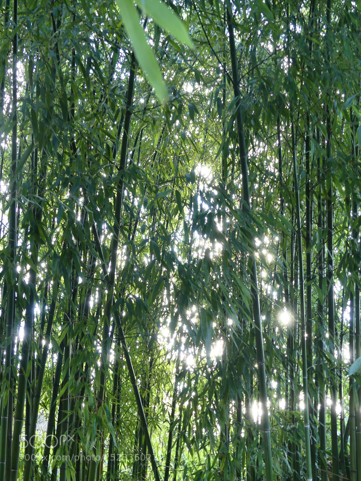 Panasonic Lumix DMC-FZ300 sample photo. Shiny bamboo photography