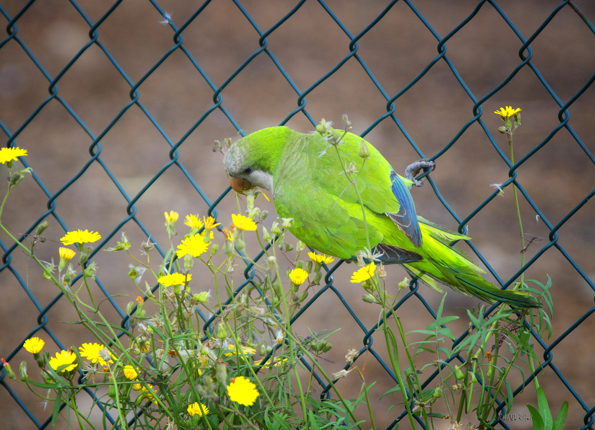 Sony SLT-A35 sample photo. Cotorra argentina photography