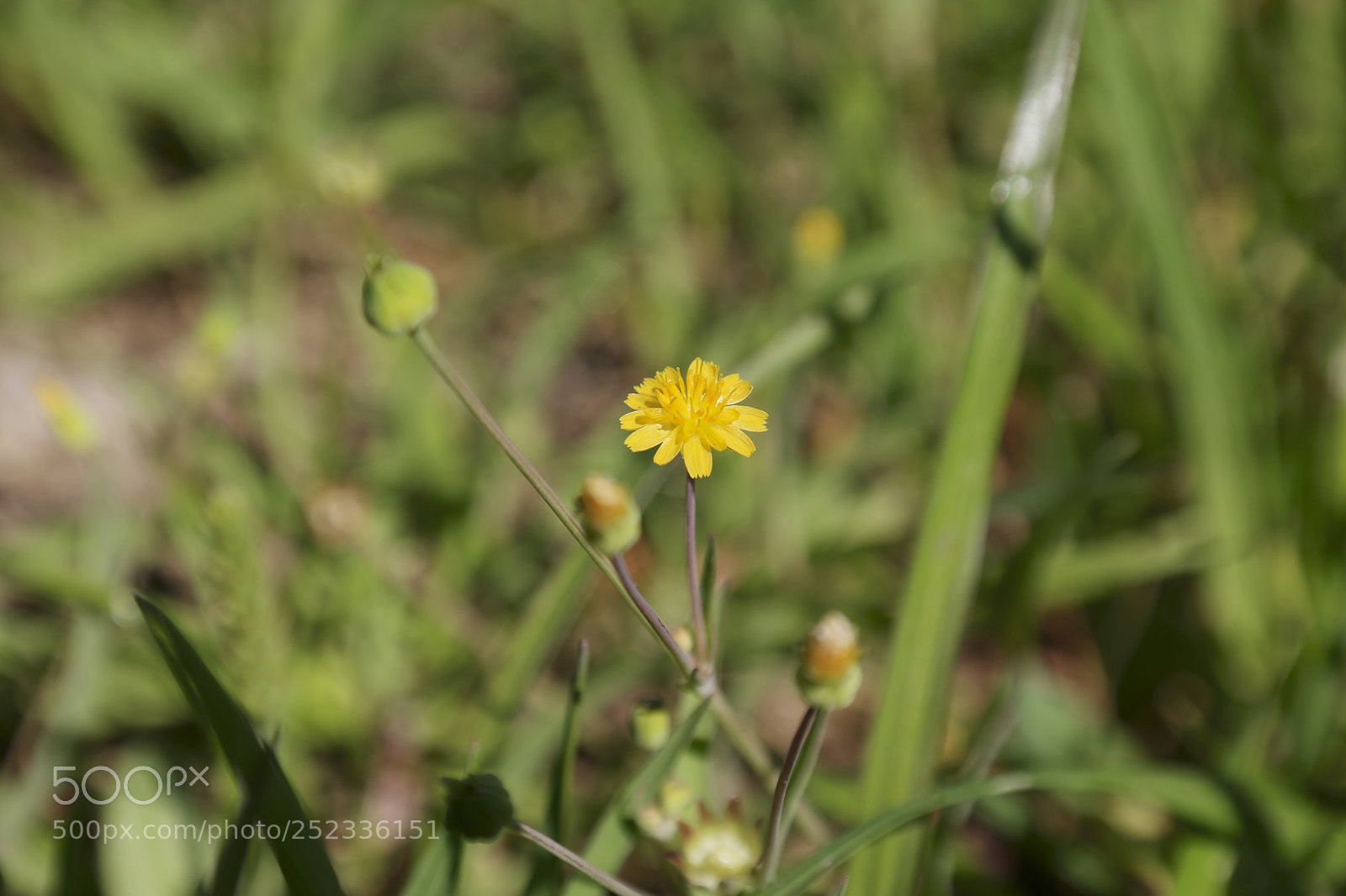 Samsung NX500 sample photo. Untitled photography
