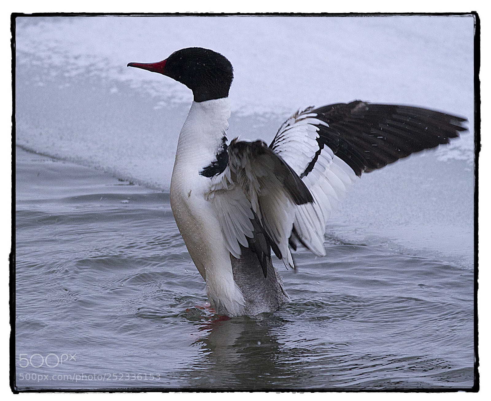 Canon EOS 7D sample photo. Male common merganser in photography