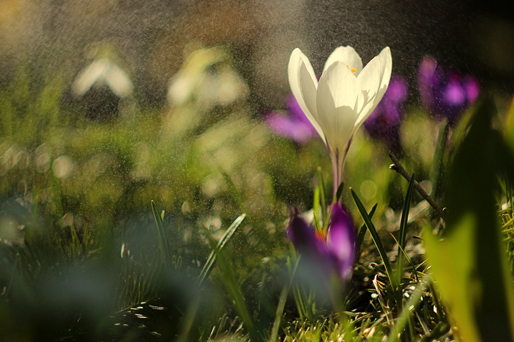 Canon EF 35-80mm f/4-5.6 sample photo. Springtime ... photography