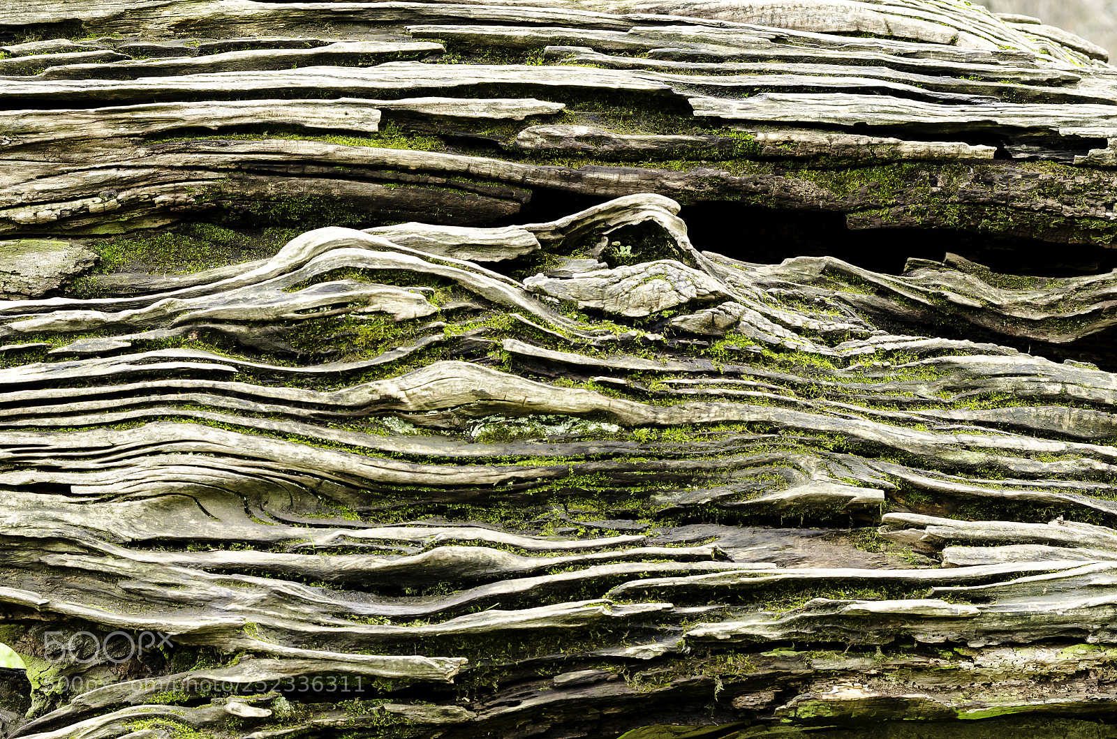 Nikon D7000 sample photo. Tr3 photography