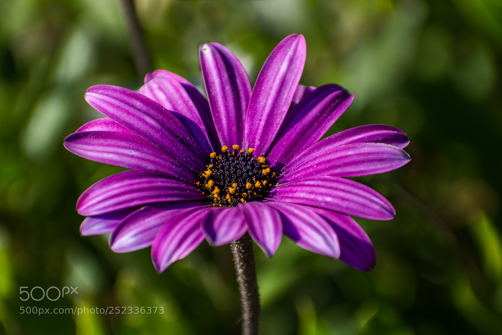 Nikon D7200 sample photo. Bright garden photography