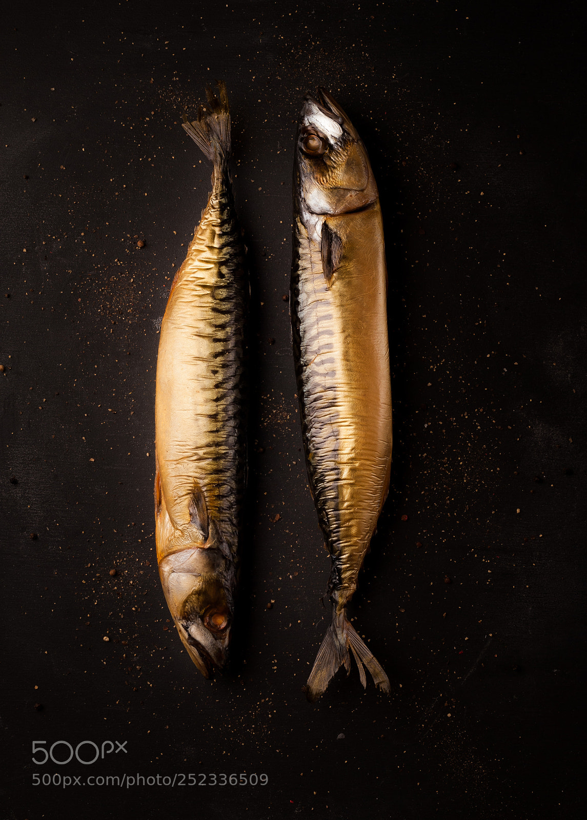 Nikon D200 sample photo. Mackerel photography