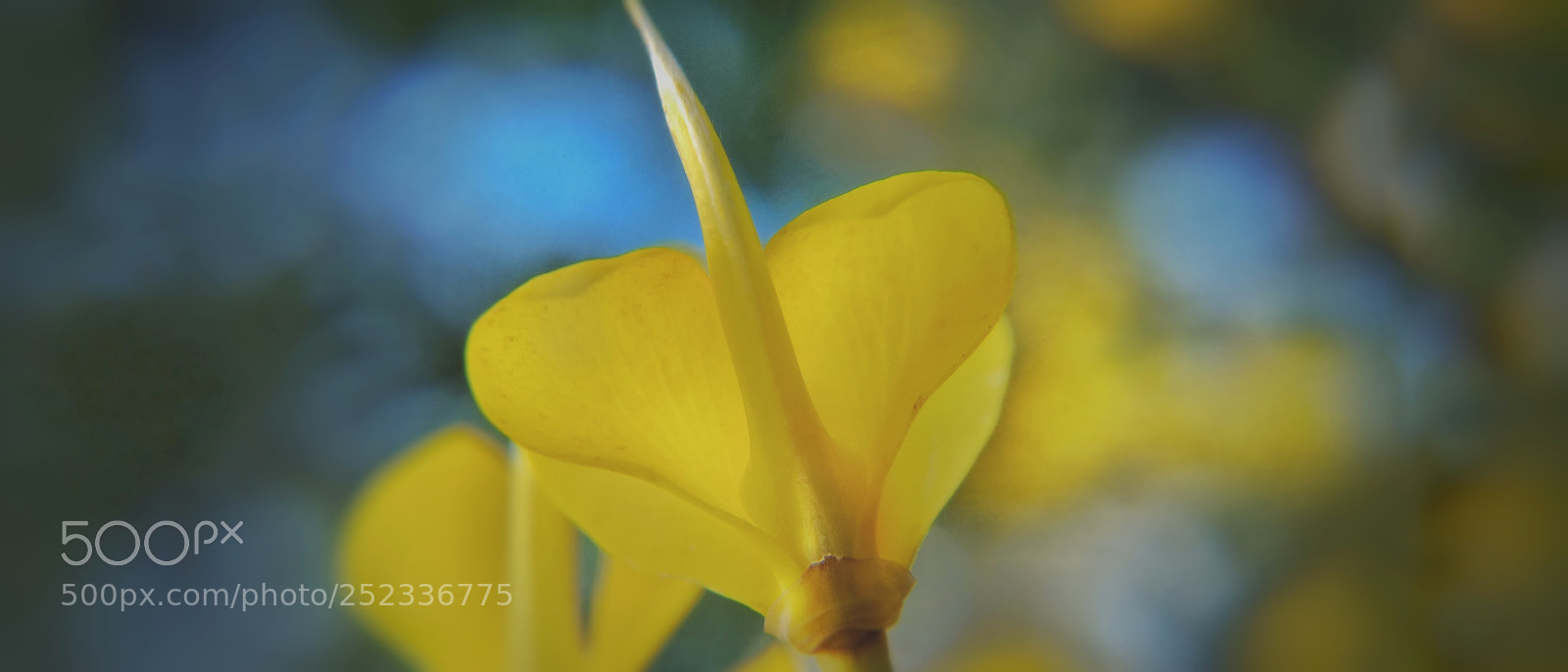 Motorola Moto G (4) sample photo. Retama photography