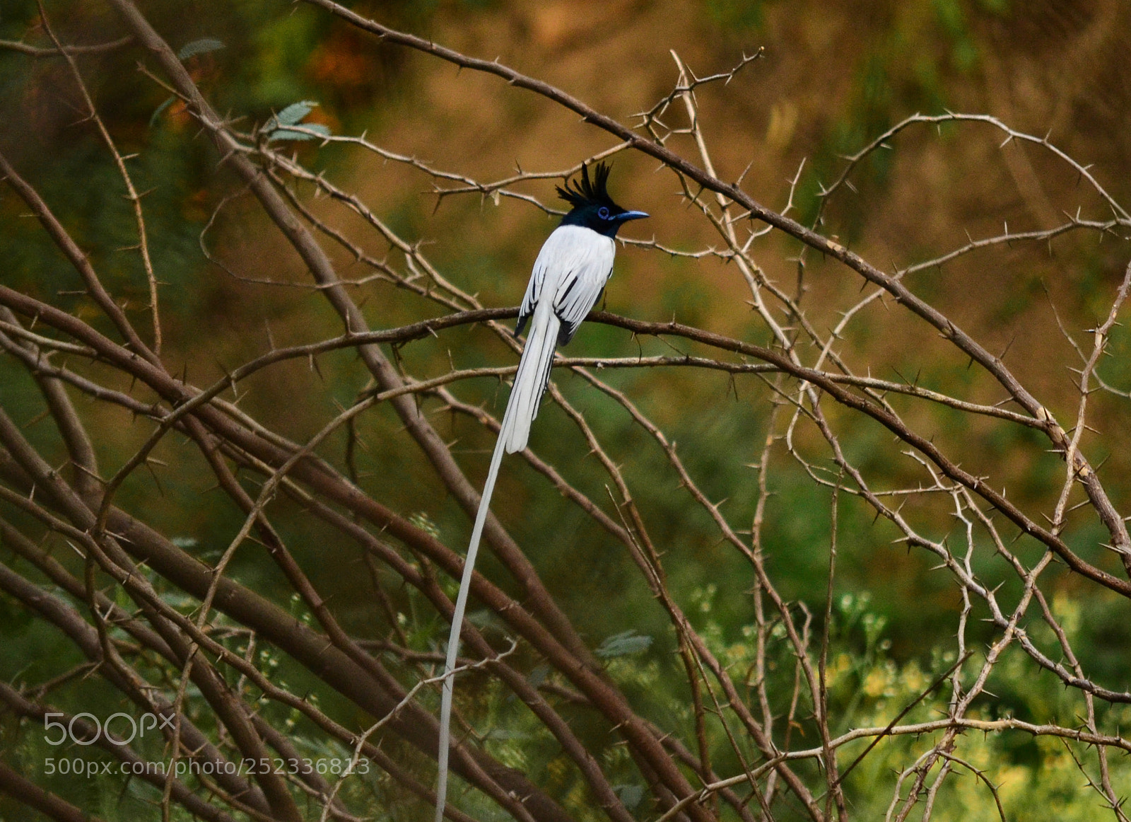 Nikon D3100 sample photo. Paradise bird photography