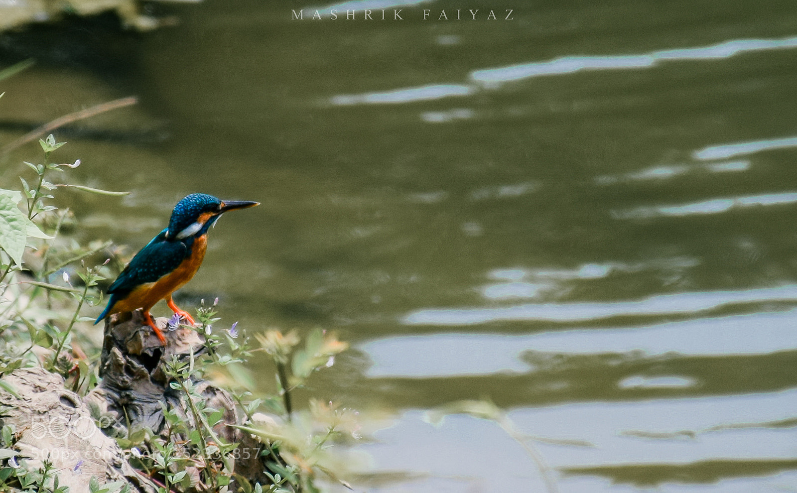Nikon D5300 sample photo. Kingfisher photography