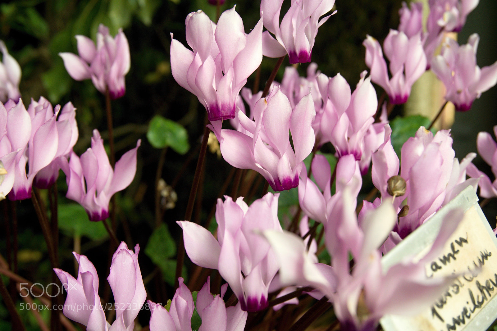 Sony a6000 sample photo. Cyclamen photography