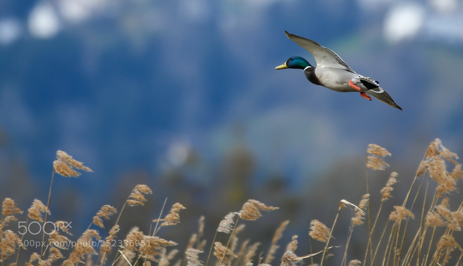 Nikon D850 sample photo. Ente photography