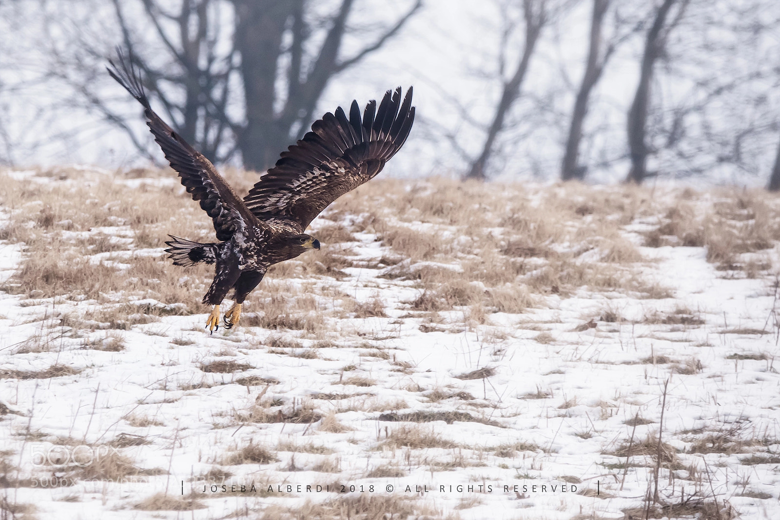 Nikon D5500 sample photo. White tailed eagle photography