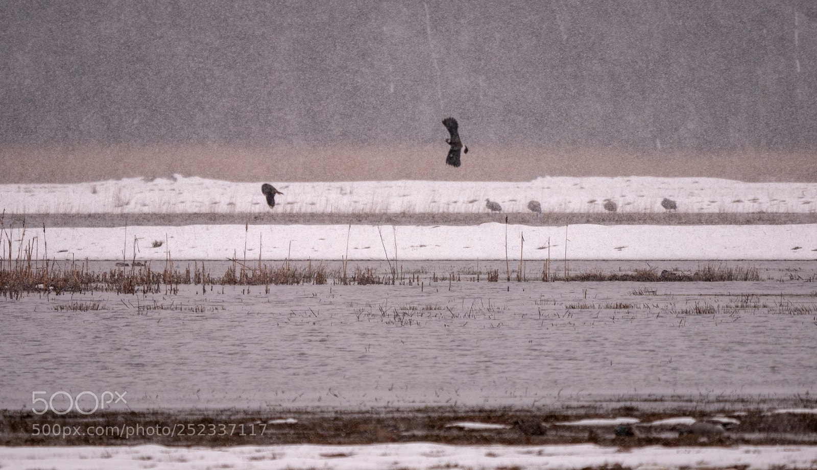 Panasonic Lumix DMC-GX85 (Lumix DMC-GX80 / Lumix DMC-GX7 Mark II) sample photo. Snowy spring and lapwings photography