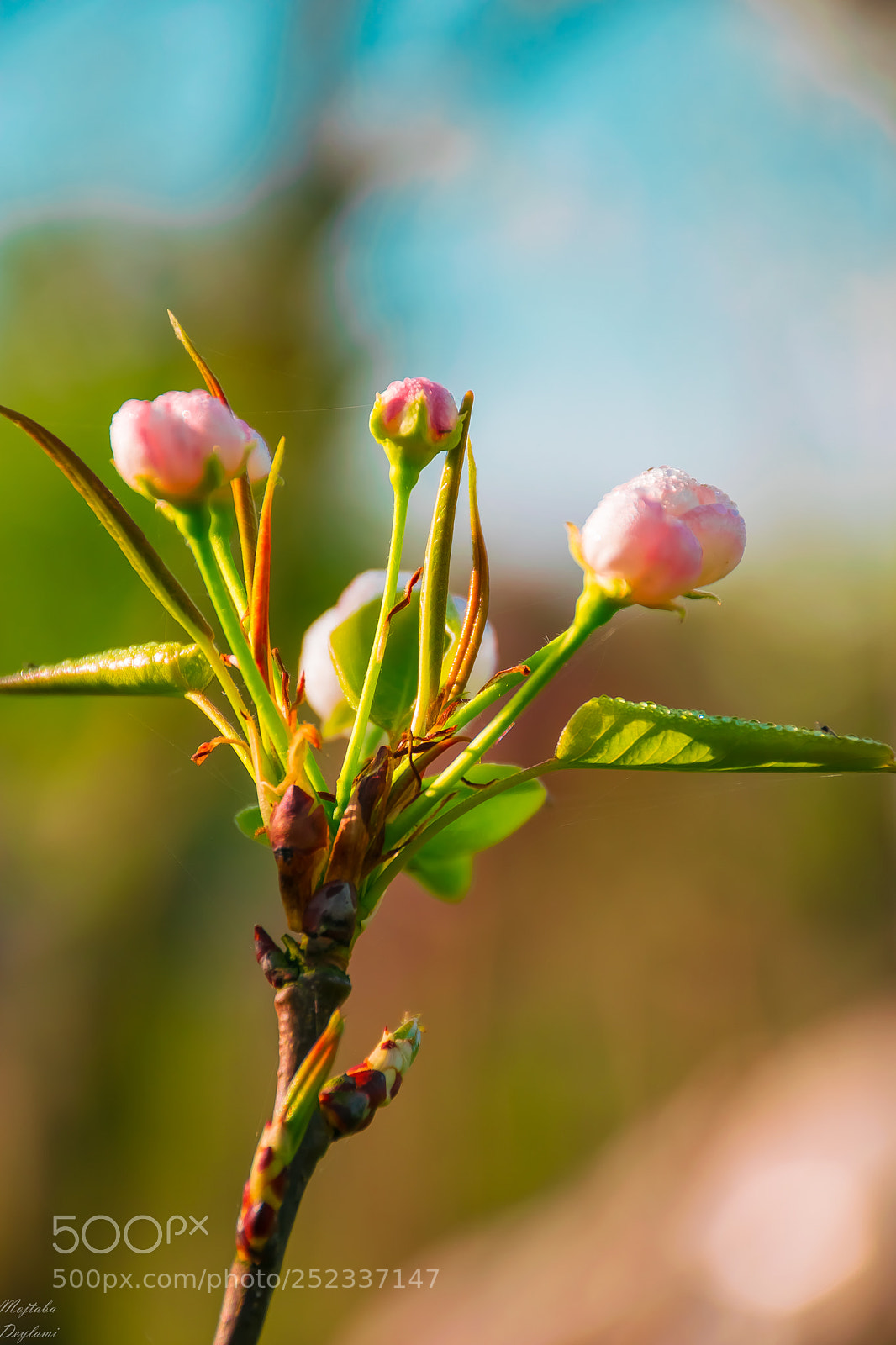 Nikon D5300 sample photo. Pink bloom photography