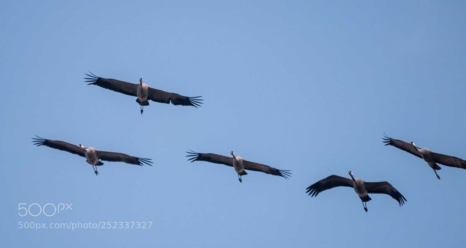 Panasonic Lumix DMC-GX85 (Lumix DMC-GX80 / Lumix DMC-GX7 Mark II) sample photo. Cranes in spring grus photography