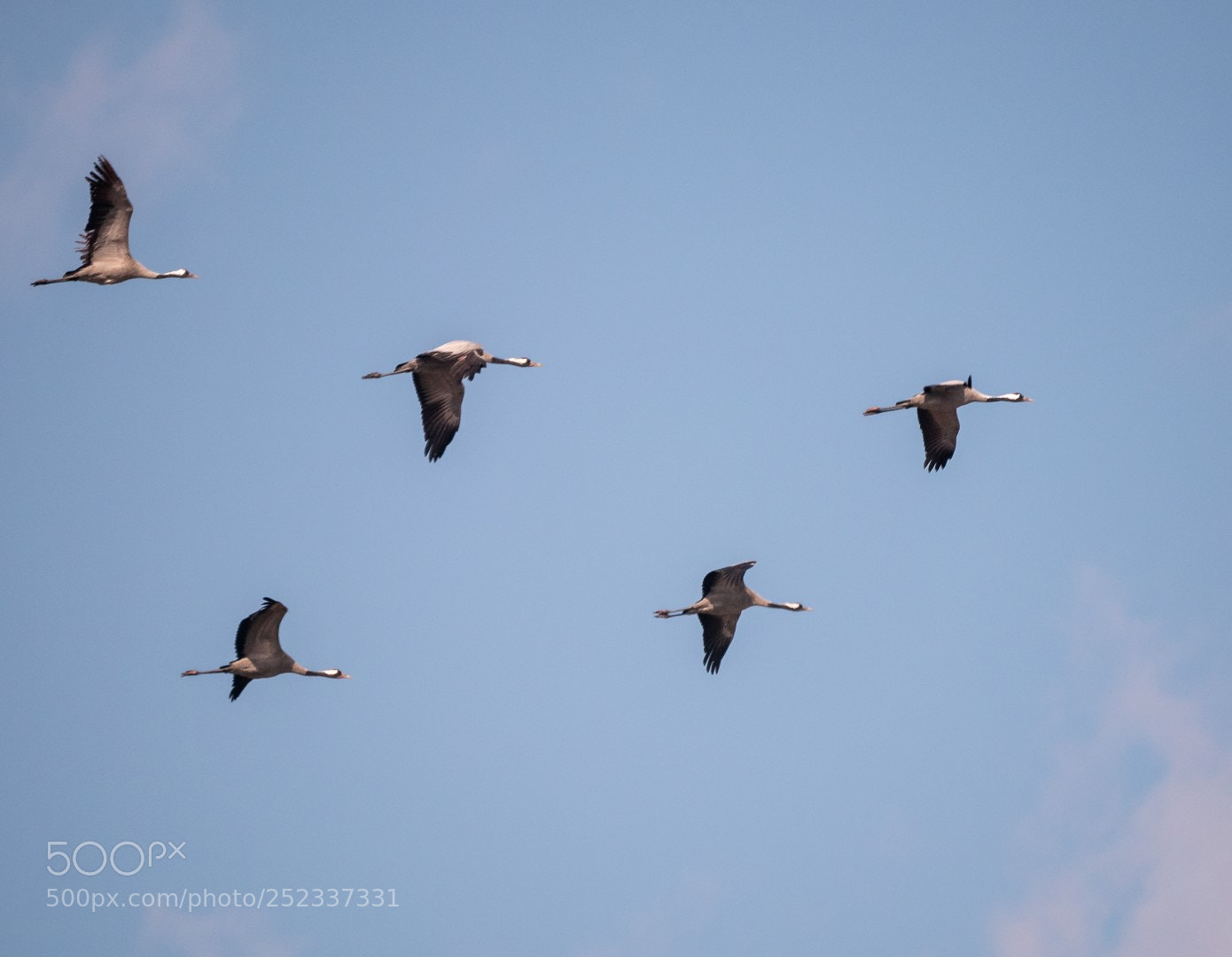 Panasonic Lumix DMC-GX85 (Lumix DMC-GX80 / Lumix DMC-GX7 Mark II) sample photo. Cranes in spring grus photography