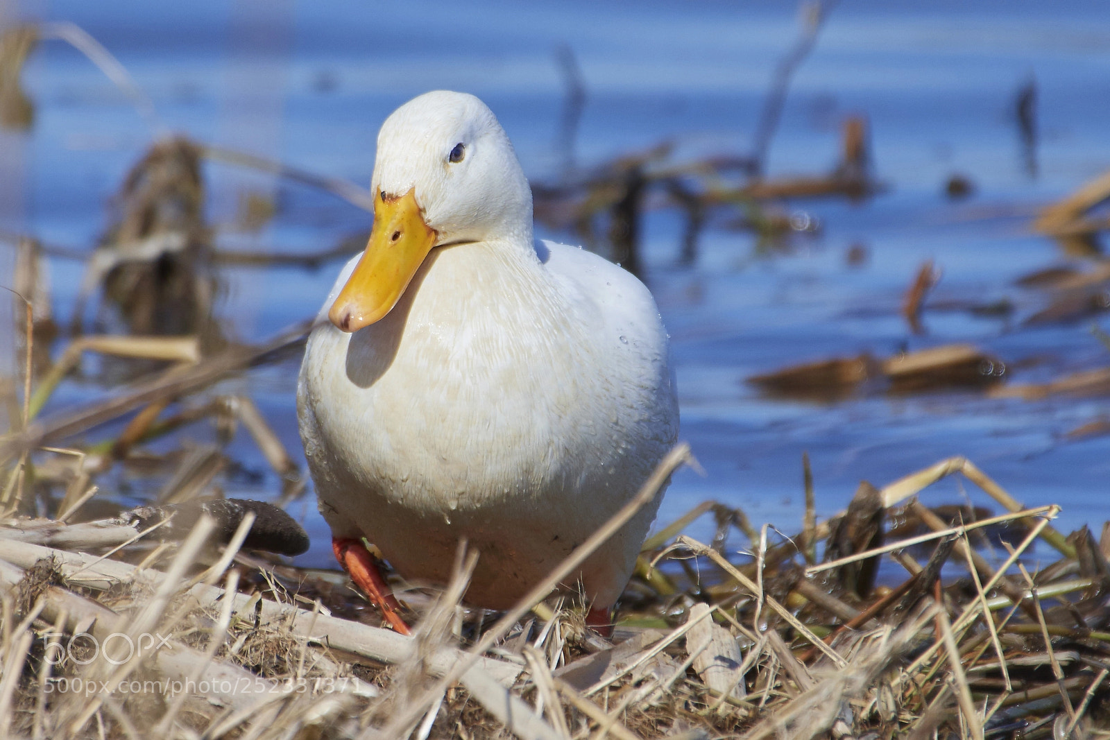 Nikon D500 sample photo. Leucistic mallard photography