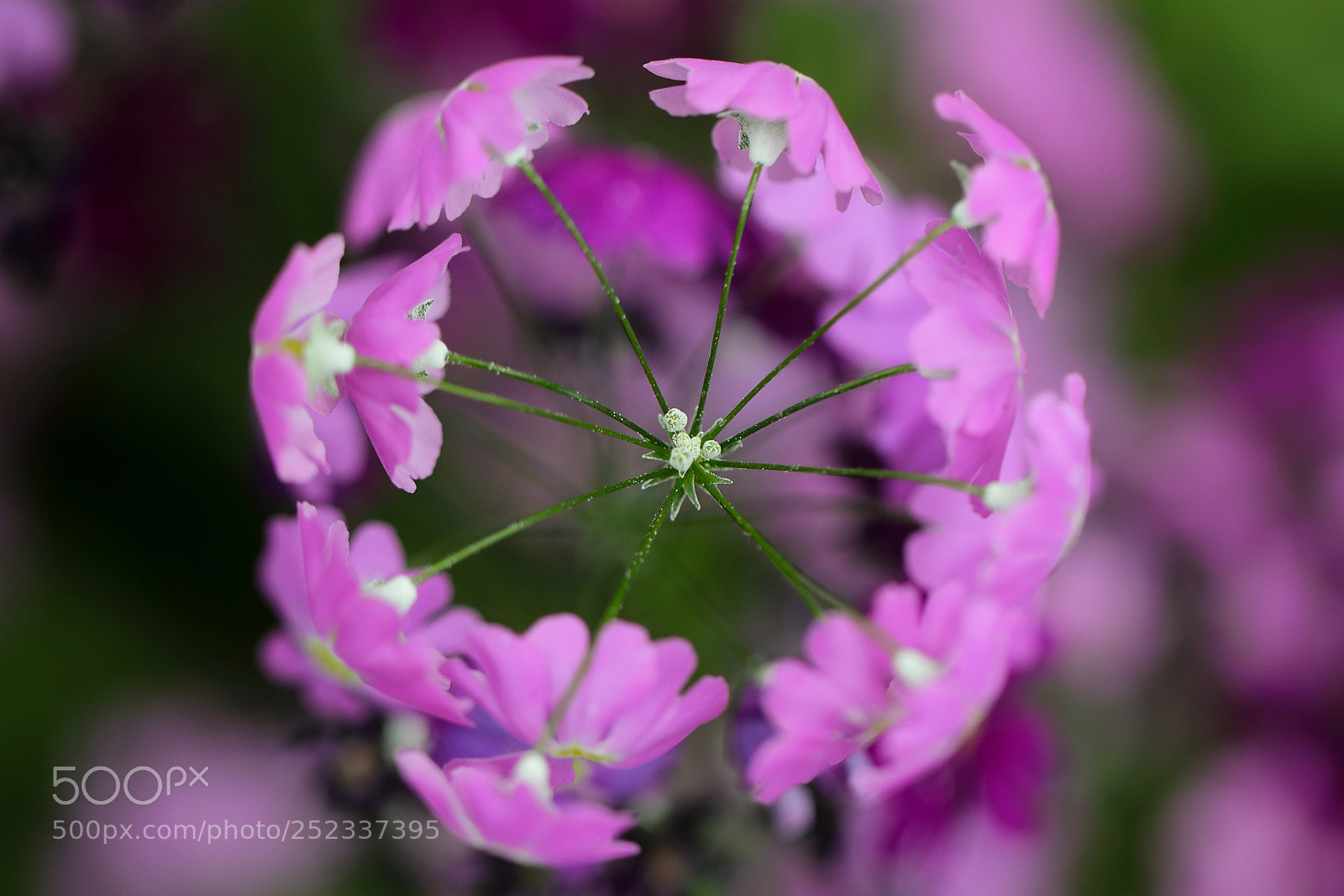 Canon EOS 5D Mark IV sample photo. Fairy primrose (fliederprimel) photography