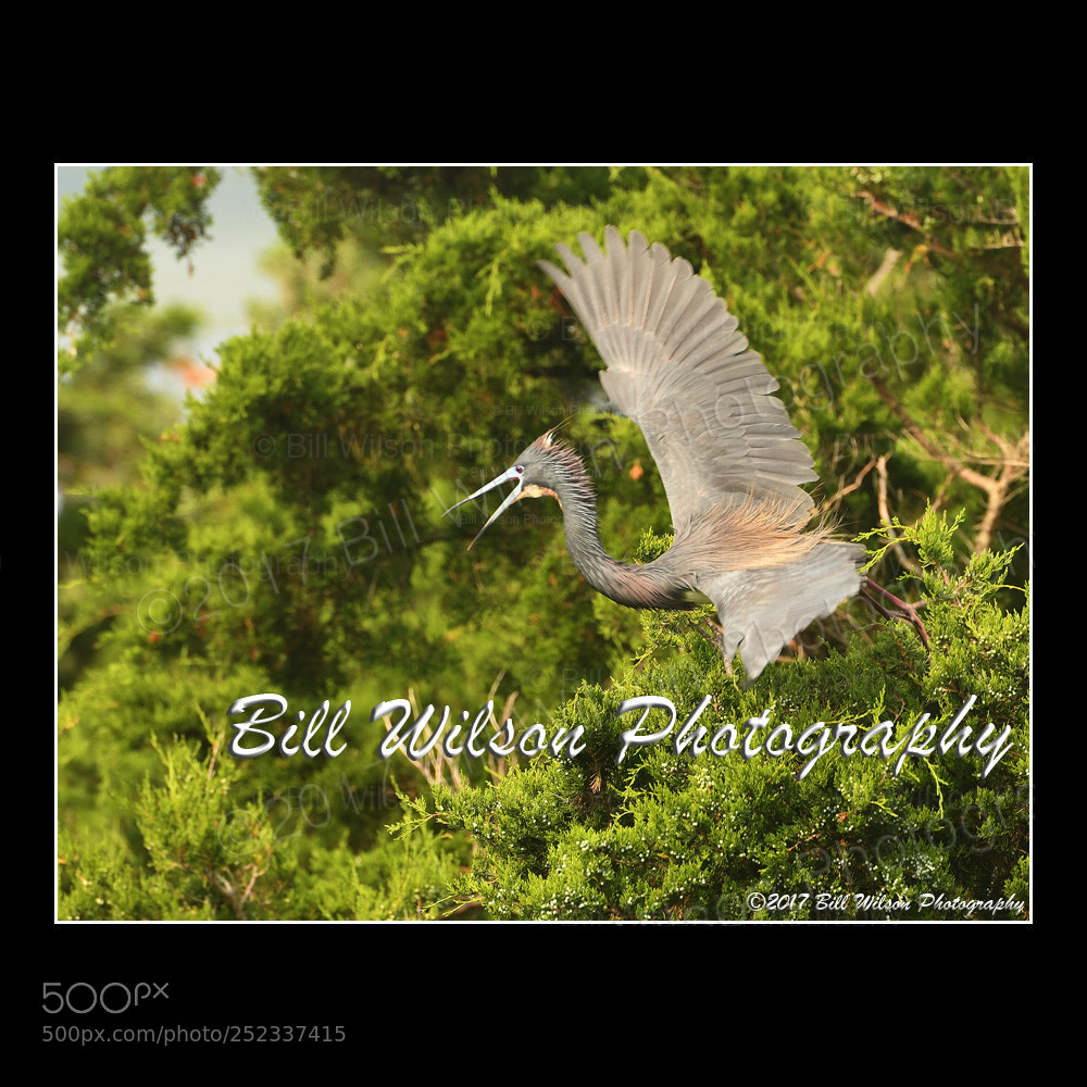 Nikon D500 sample photo. Little blue heron take photography
