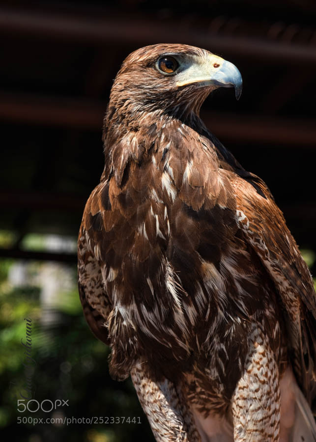 Fujifilm X-T2 sample photo. Harris hawk photography