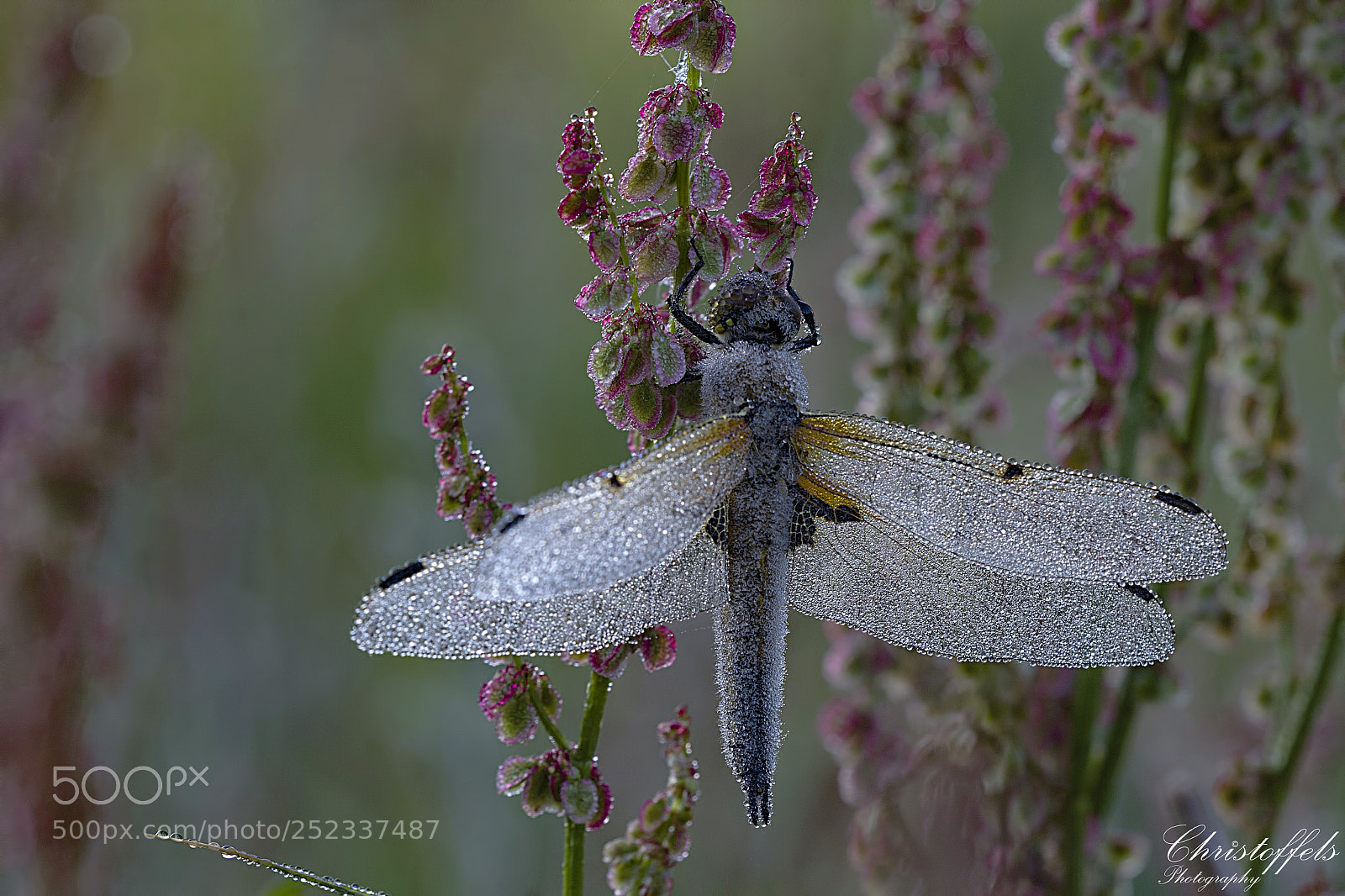 Canon EOS 60D sample photo. Four spotted chaser dragonfly photography