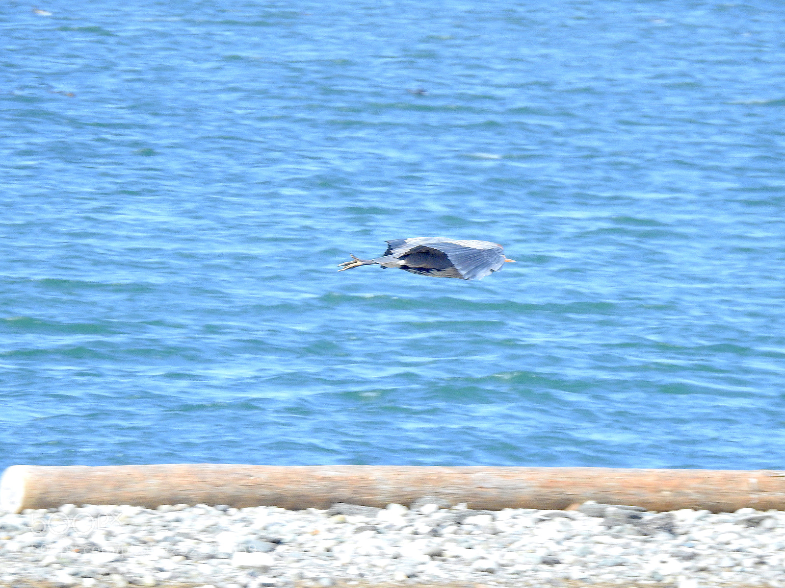 Nikon Coolpix P900 sample photo. Great blue heron photography