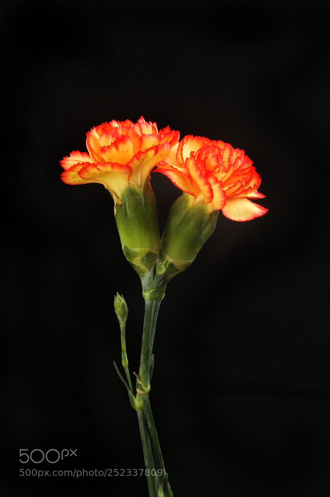 Canon EOS 7D sample photo. Carnation flowers against black photography