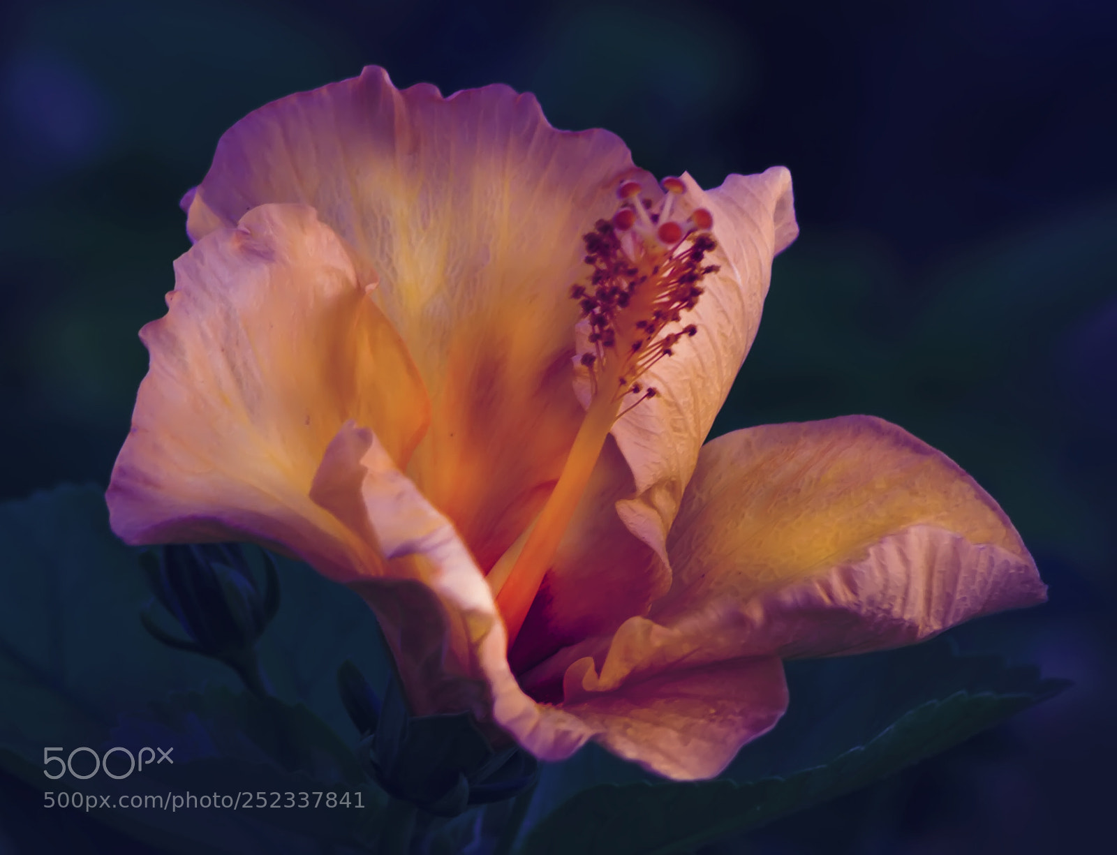 Canon EOS 7D sample photo. Flower photography
