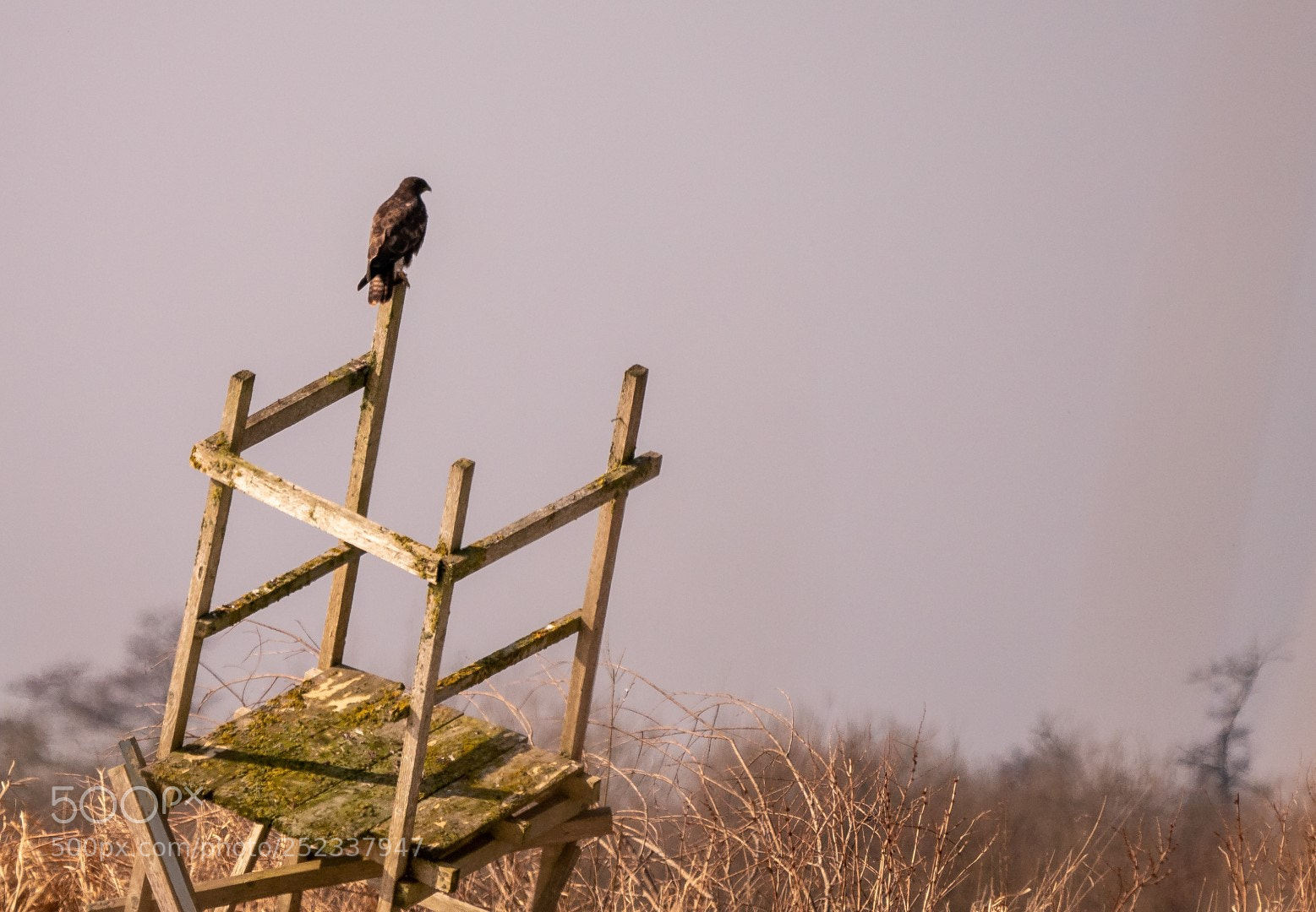 Panasonic Lumix DMC-GX85 (Lumix DMC-GX80 / Lumix DMC-GX7 Mark II) sample photo. Buteo buteo photography