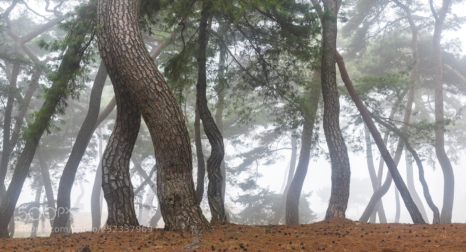 Nikon D810 sample photo. Forest geometry photography