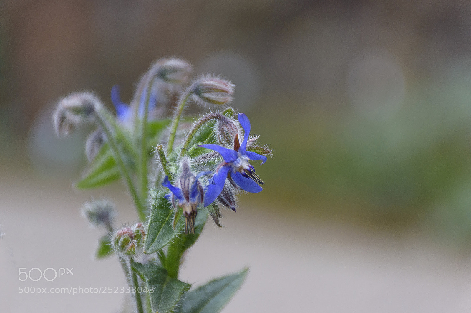 Nikon D5500 sample photo. Brera's botanical garden photography