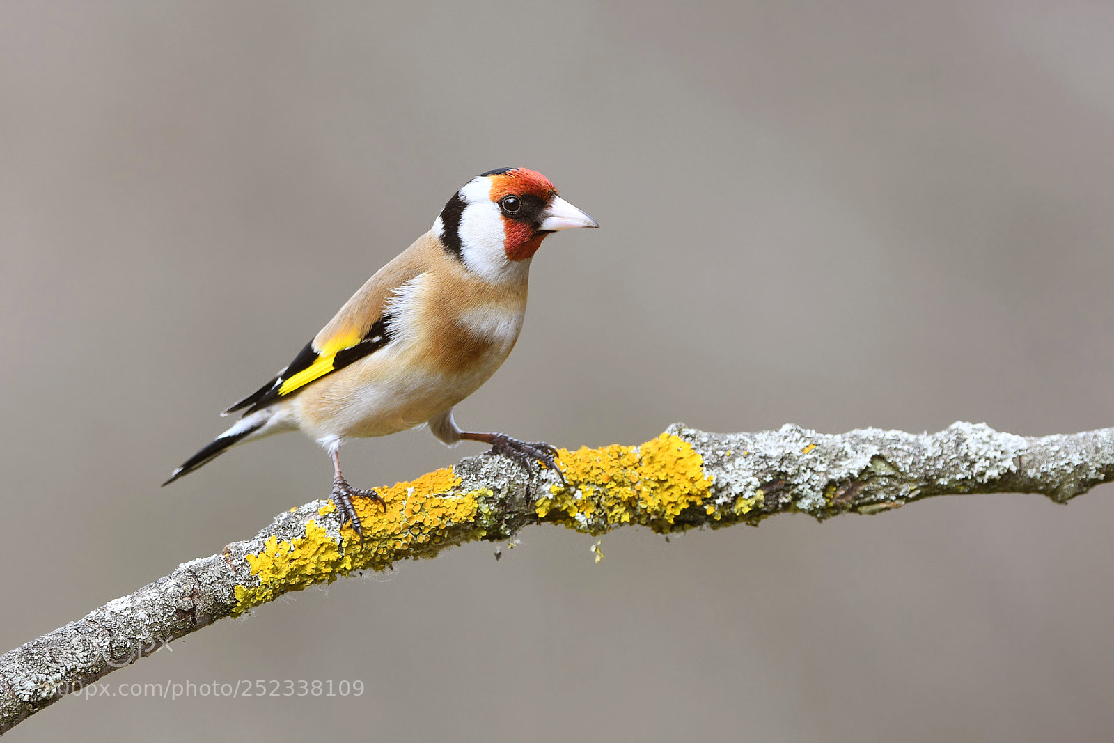 Nikon D500 sample photo. European goldfinch photography