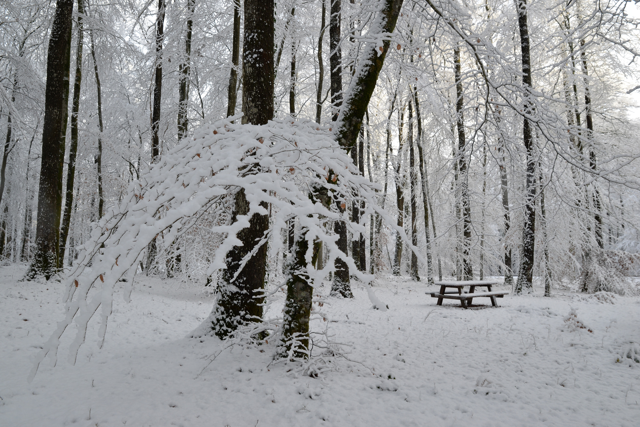 Tamron SP 24-70mm F2.8 Di VC USD sample photo. Neige dans les forets du perche photography