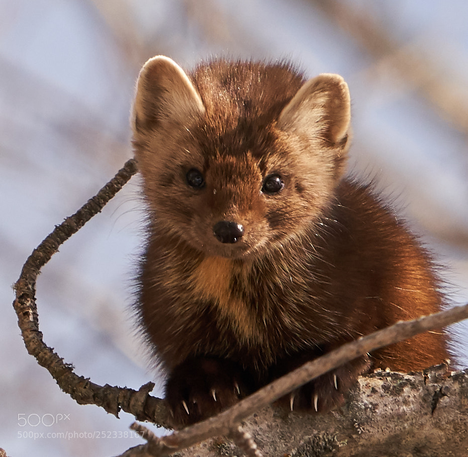 Sony a7R III sample photo. Head of pest control photography