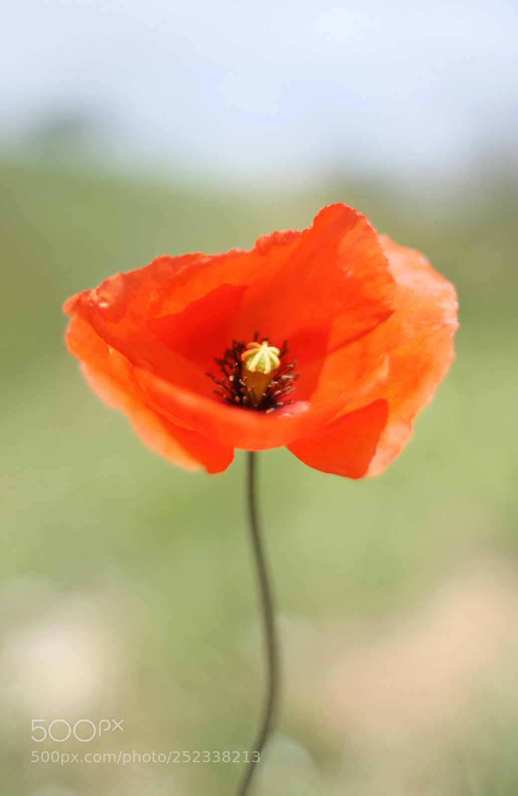 Canon EOS 450D (EOS Rebel XSi / EOS Kiss X2) sample photo. Poppy seed flower photography