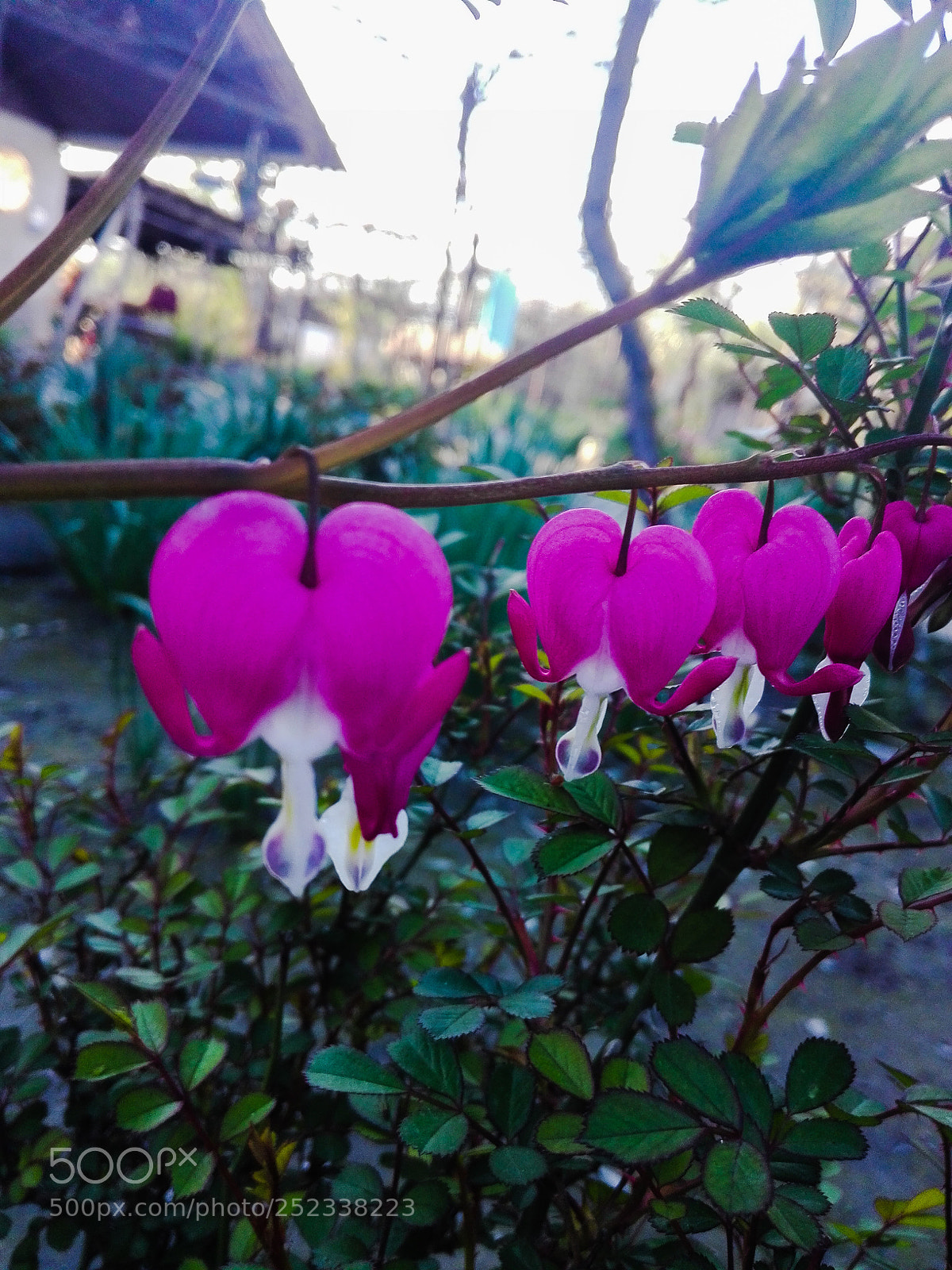 HUAWEI P8 Lite sample photo. ???? photography