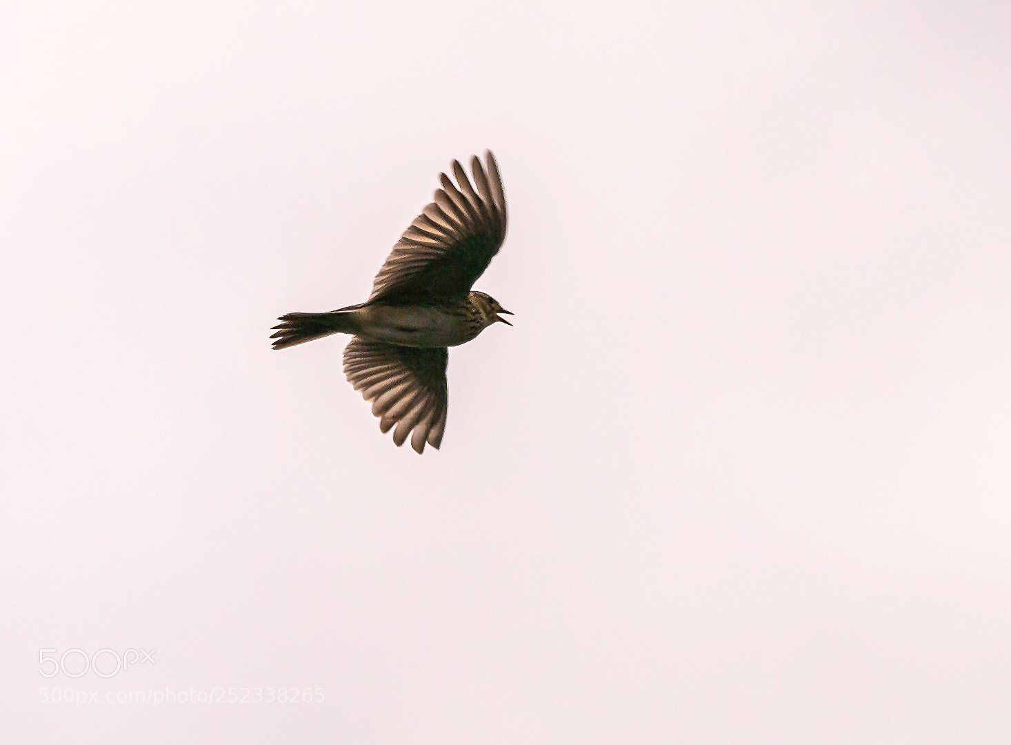 Panasonic Lumix DMC-GX85 (Lumix DMC-GX80 / Lumix DMC-GX7 Mark II) sample photo. Alauda arvensis    skylark photography
