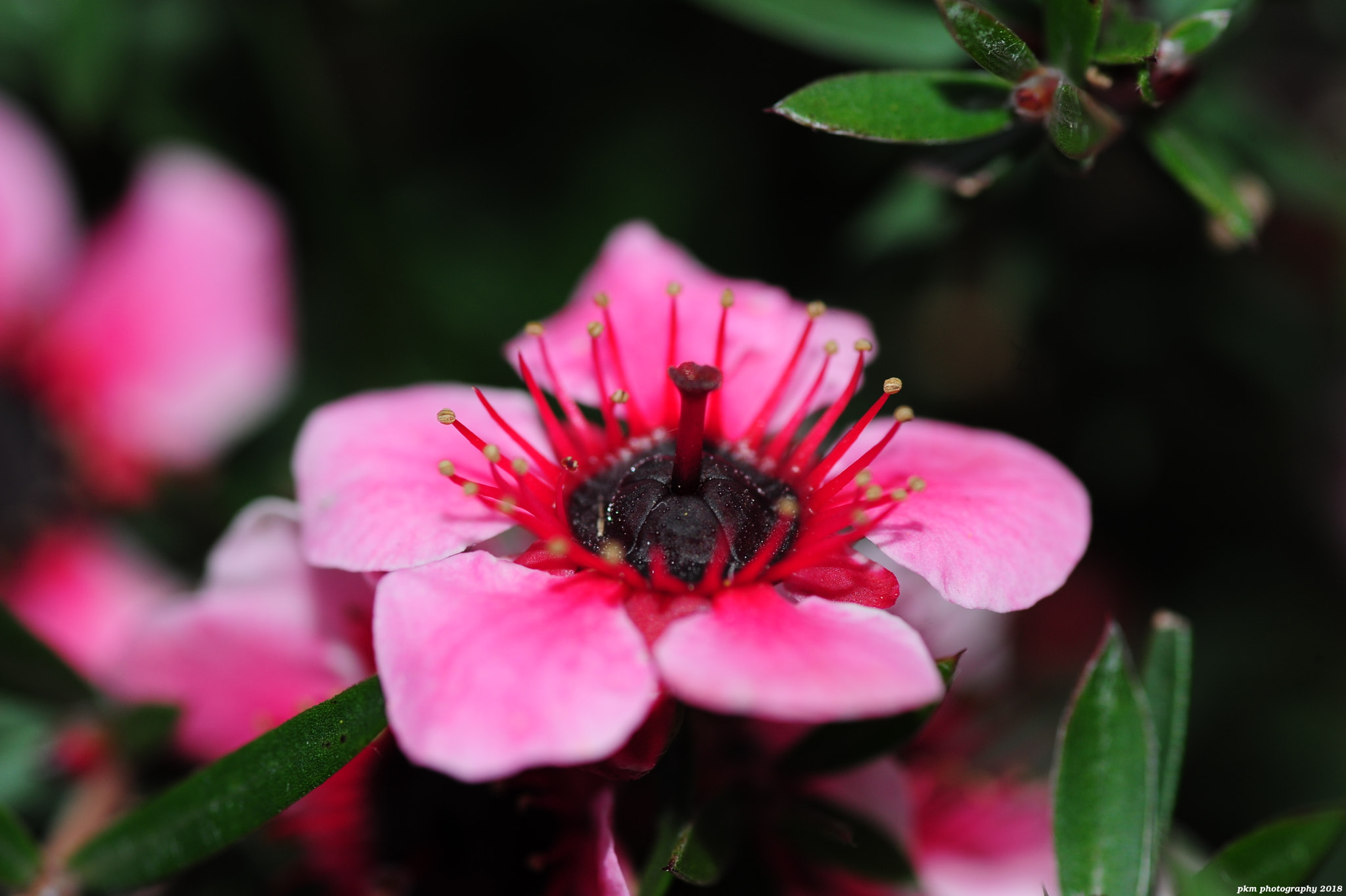 Nikon D700 sample photo. Leptospermum 'martinii' photography