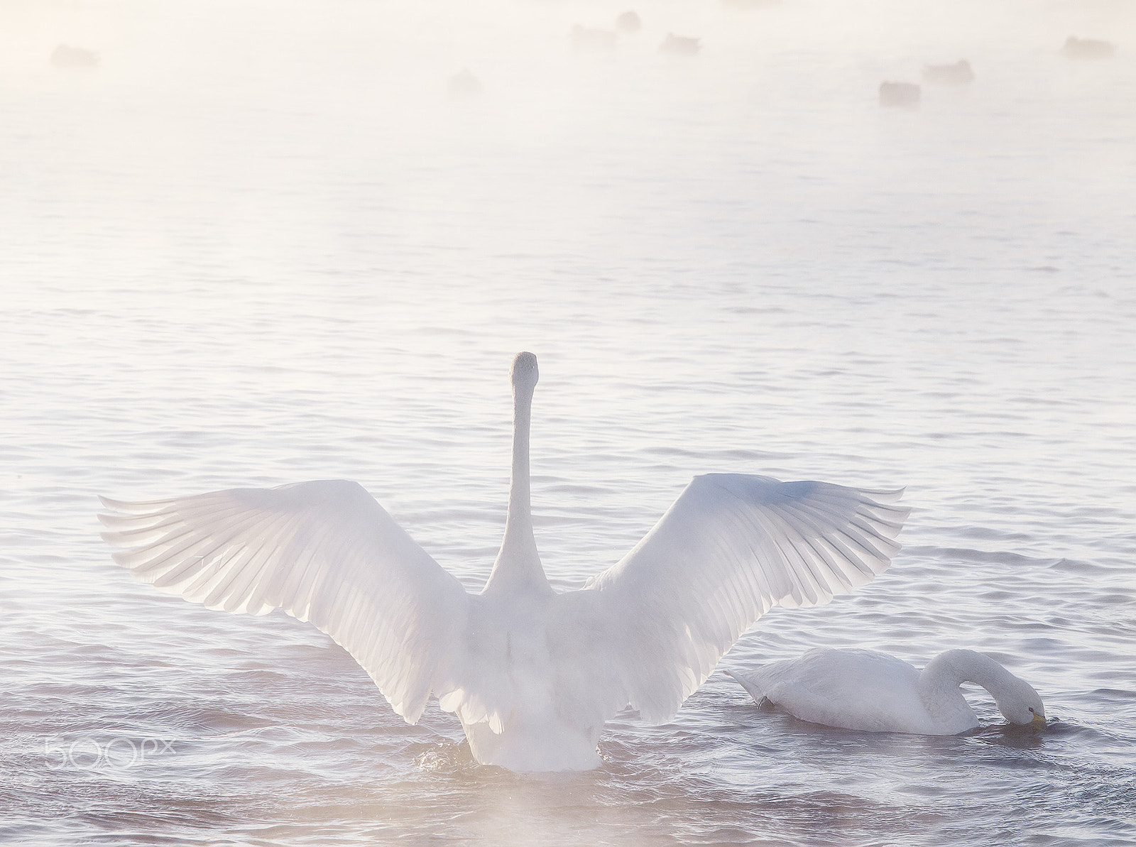 Olympus E-5 sample photo. ... the swan wings ... photography