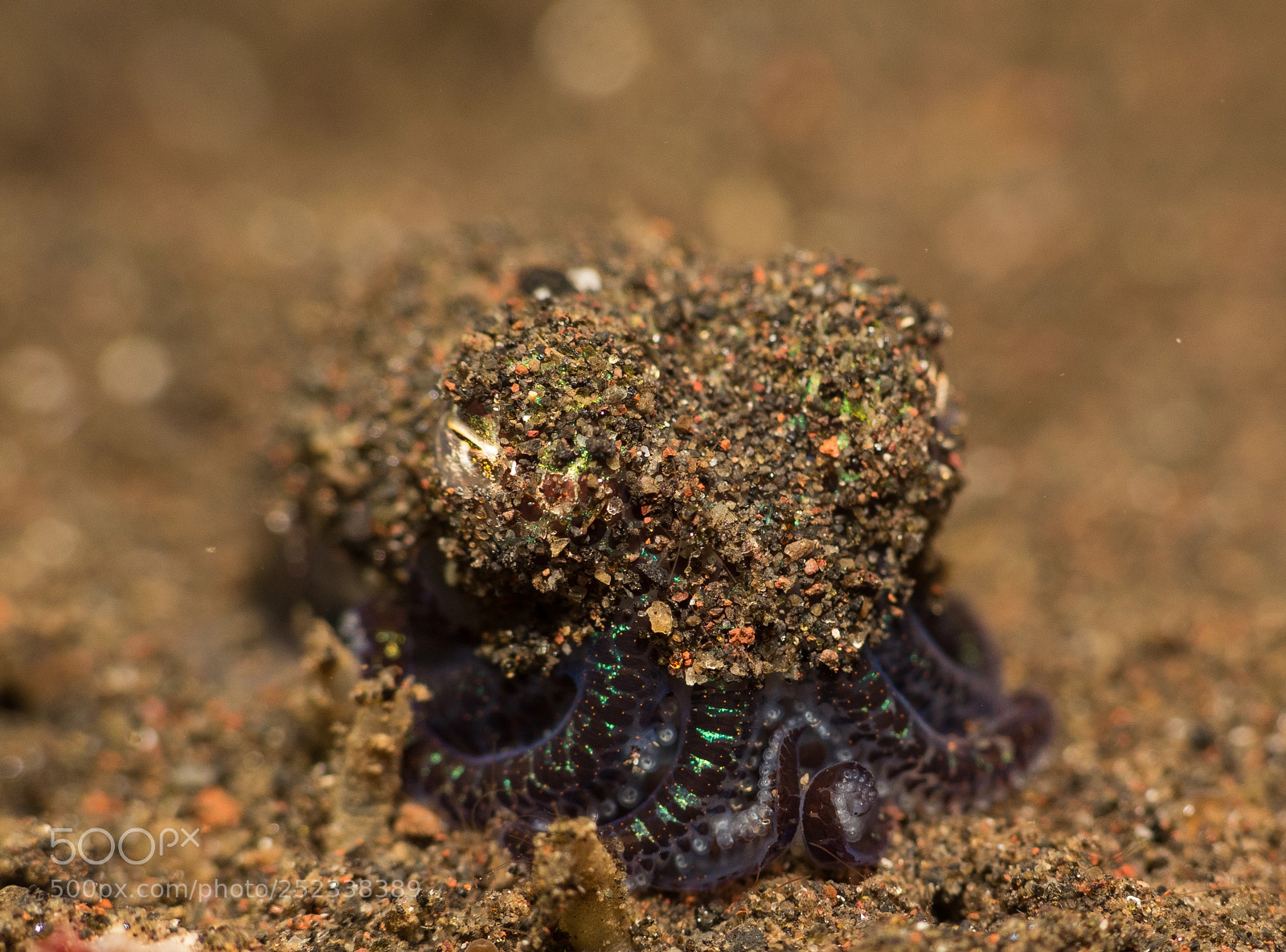 Canon PowerShot G16 sample photo. Blue (berry's) bobtail squid photography