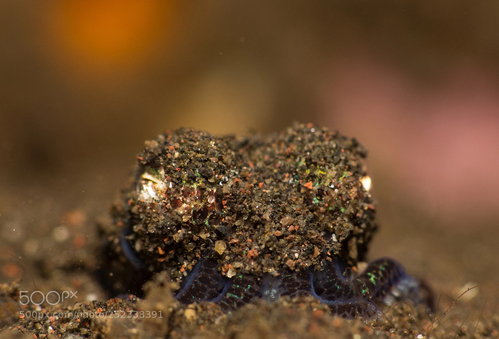 Canon PowerShot G16 sample photo. Blue (berry's) bobtail squid photography