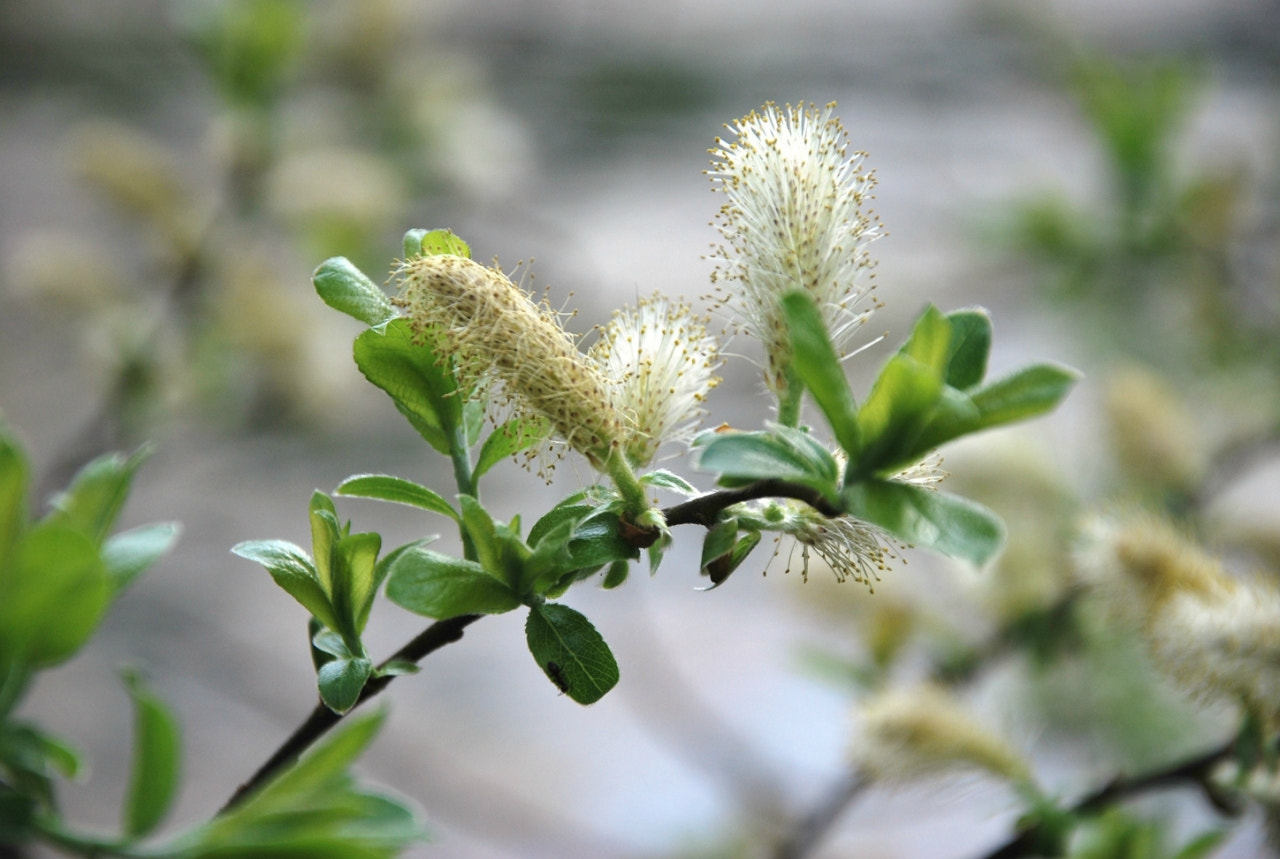 Nikon D60 sample photo. Afb orig photography