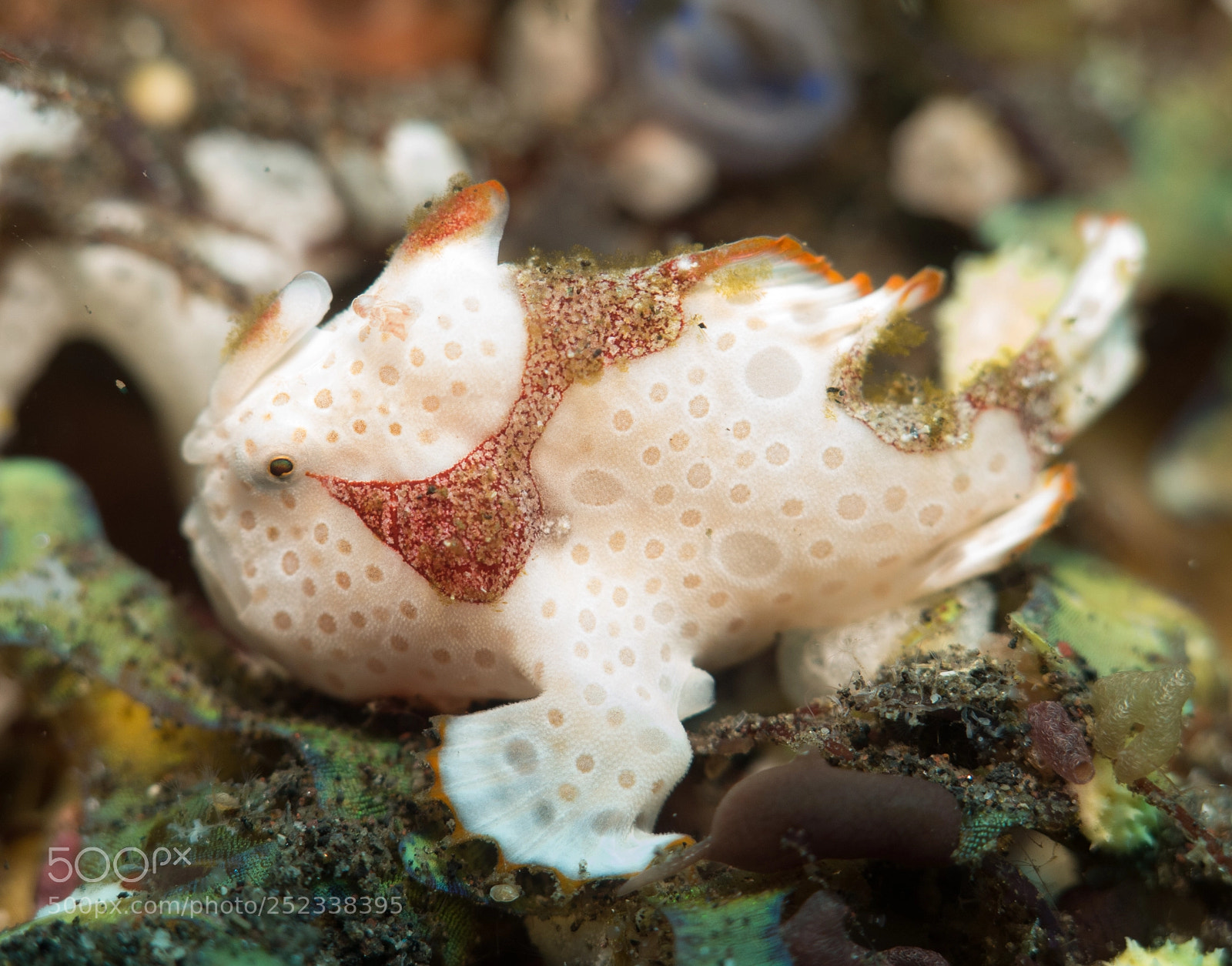Canon PowerShot G16 sample photo. Painted frogfish (cream phase) photography