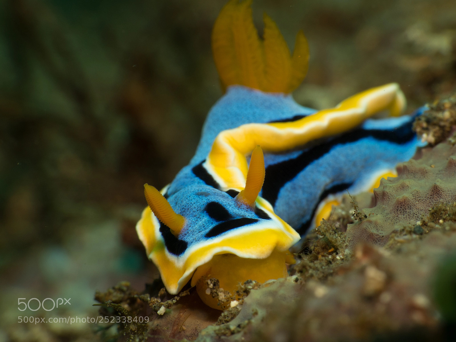 Canon PowerShot G16 sample photo. Anna's chromodoris photography