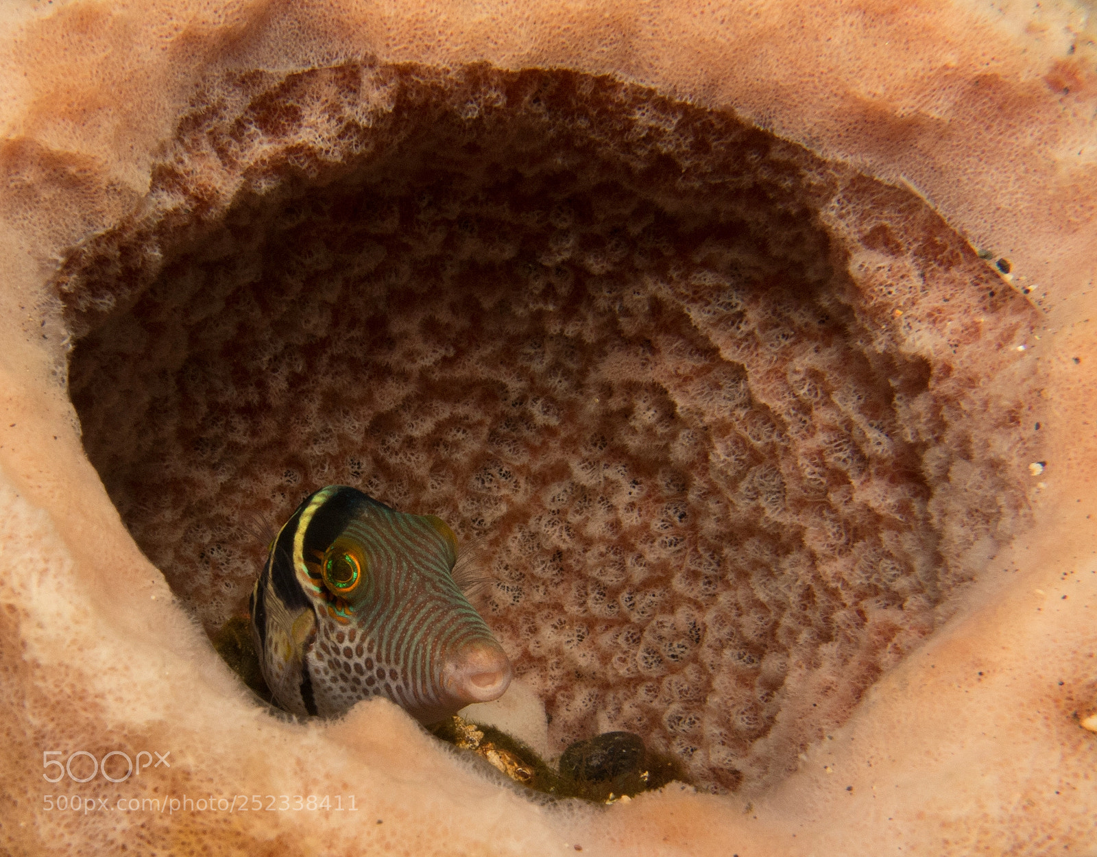 Canon PowerShot G16 sample photo. Mimmic filefish photography