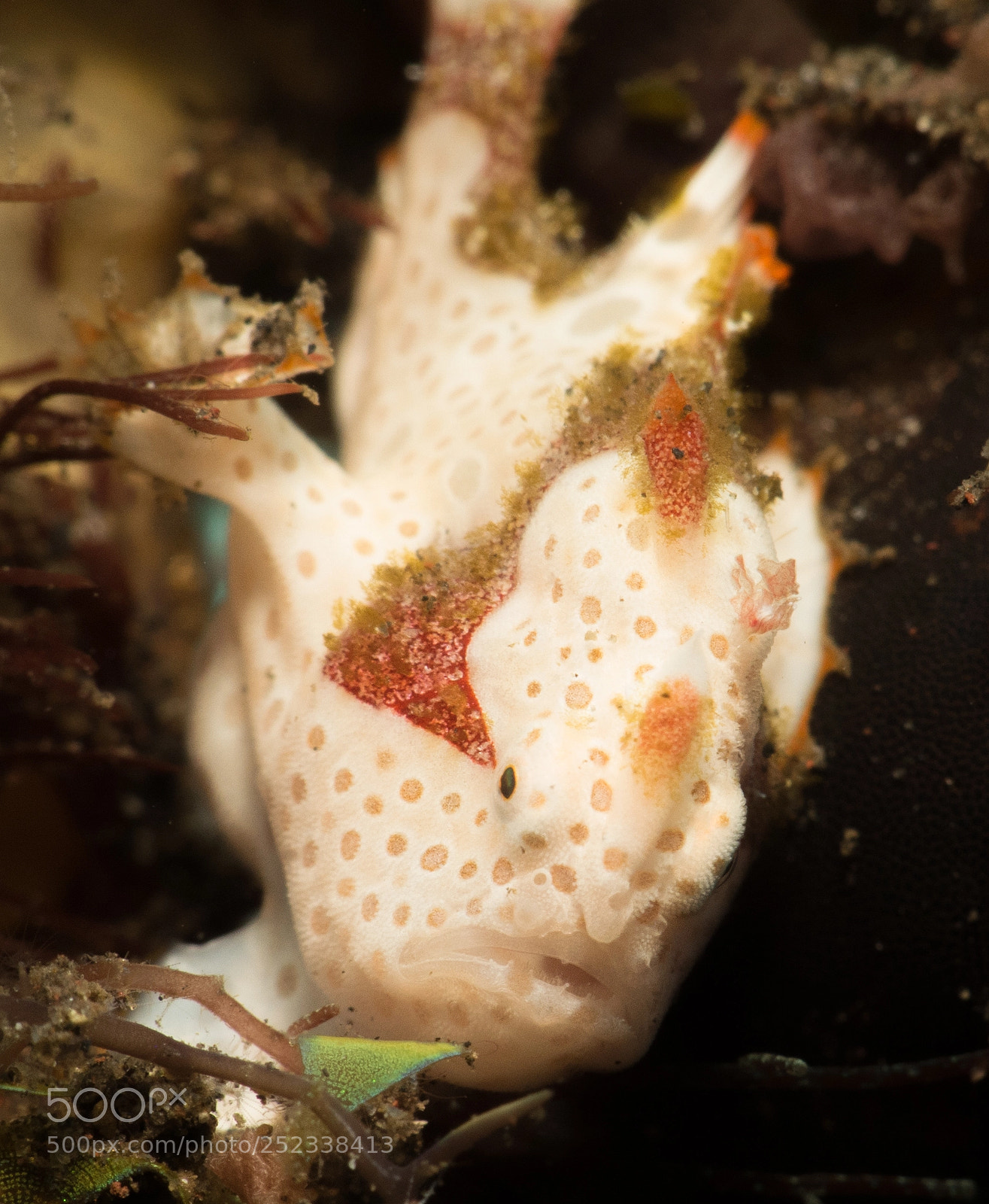 Canon PowerShot G16 sample photo. Painted frogfish (cream phase) photography