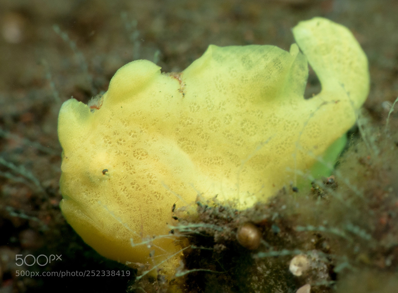 Canon PowerShot G16 sample photo. Painted frogfish photography