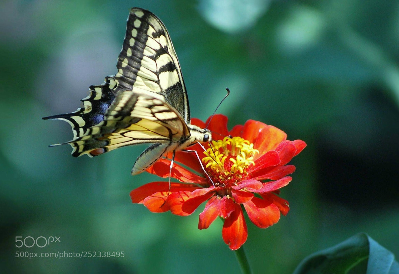 Nikon D60 sample photo. Eadb orig photography