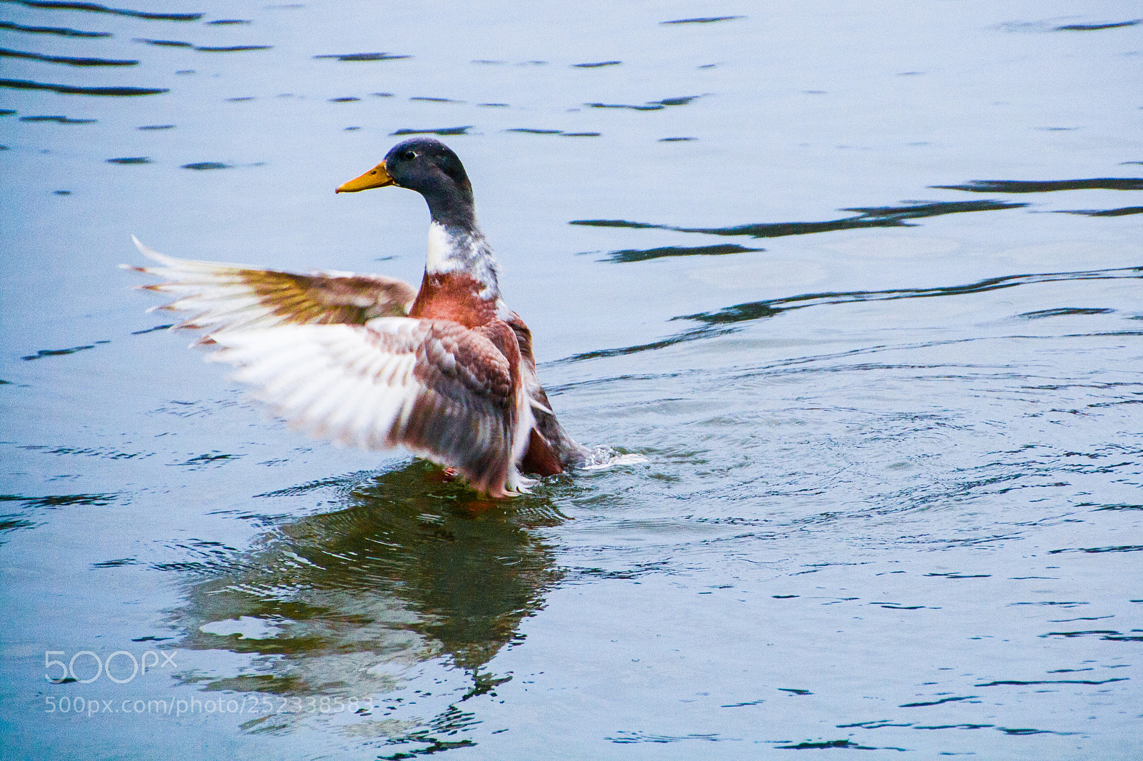 Canon EOS 1000D (EOS Digital Rebel XS / EOS Kiss F) sample photo. Duck photography