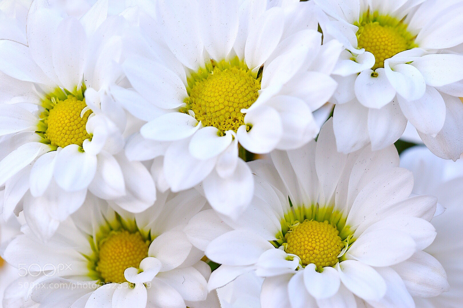 Nikon D5600 sample photo. Daisies delight photography