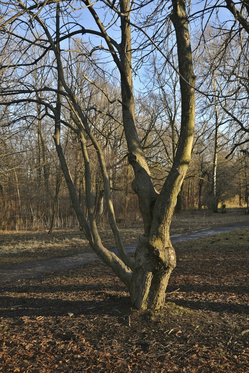 Nikon D600 sample photo. Afb abeb orig photography
