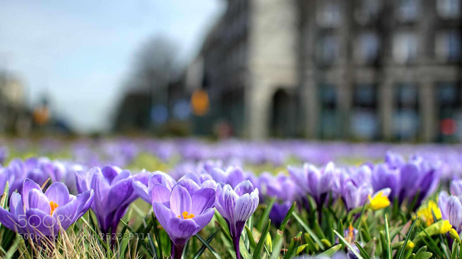 Nikon D5100 sample photo. Crocus street photography